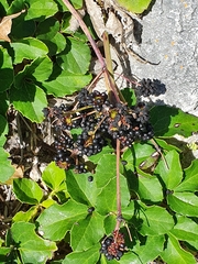 Knowltonia vesicatoria