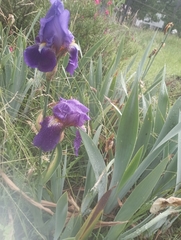 Trimezia coerulea