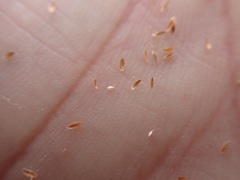 Scirpus pedicellatus