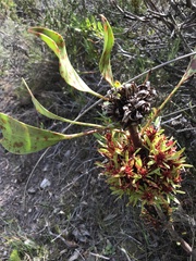 Protea witches broom phytoplasma