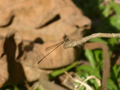 Prodasineura verticalis