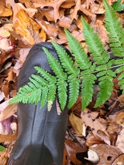 Dryopteris carthusiana