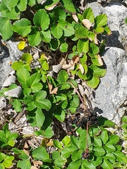 Knowltonia vesicatoria
