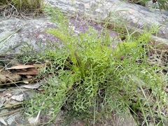 Senecio rhyncholaenus