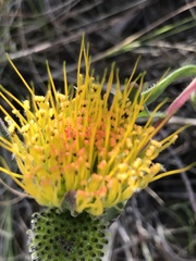 Leucospermum gracile