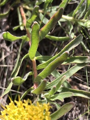 Leucospermum gracile