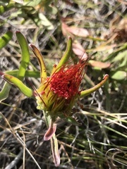 Leucospermum gracile