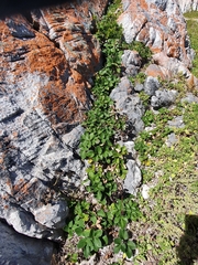 Knowltonia vesicatoria