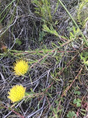Leucospermum gracile