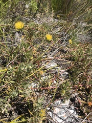 Leucospermum gracile