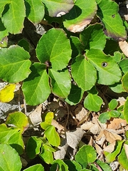 Knowltonia vesicatoria