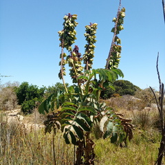 Melianthus major
