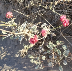 Eriogonum grande