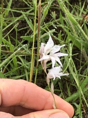 Gladiolus longicollis