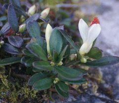 Polygaloides chamaebuxus