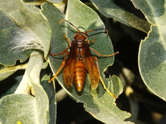 Polistes canadensis