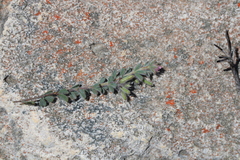 Indigofera glomerata