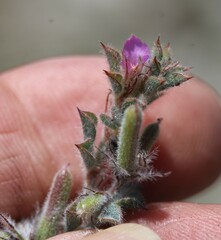 Indigofera glomerata