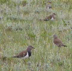Vanellus melanopterus
