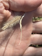Setaria viridis
