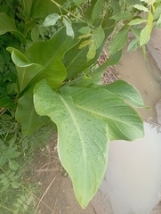 Zantedeschia aethiopica