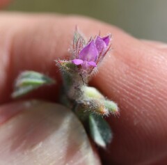 Indigofera glomerata