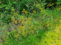 Senecio brasiliensis