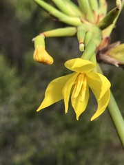 Bobartia