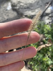 Setaria viridis