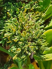 Asparagus rubicundus