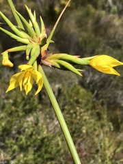 Bobartia