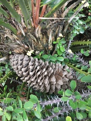 Encephalartos