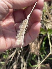 Setaria viridis