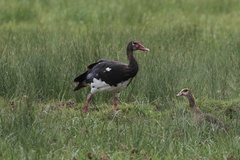 Plectropterus gambensis