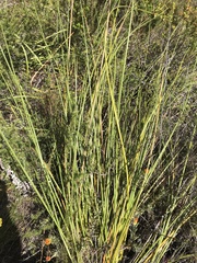 Bobartia