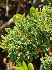 Asparagus rubicundus
