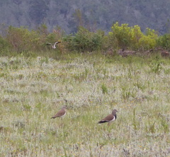 Vanellus melanopterus