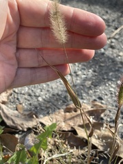 Setaria viridis