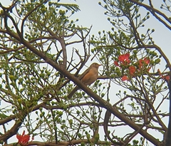 Turdus libonyana