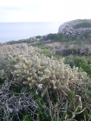 Thymelaea velutina