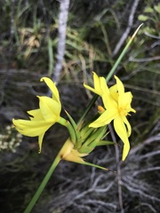 Bobartia