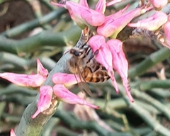 Apis mellifera scutellata