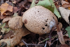 Xerocomellus chrysenteron