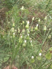 Hypochaeris chillensis