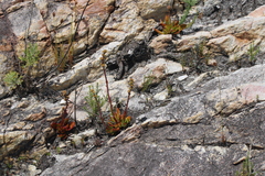 Crassula nudicaulis