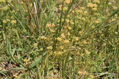 Sebaea minutiflora