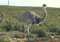 Rhea pennata