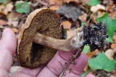 Xerocomellus chrysenteron