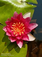 Nymphaea rubra