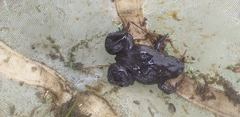 Xenopus laevis